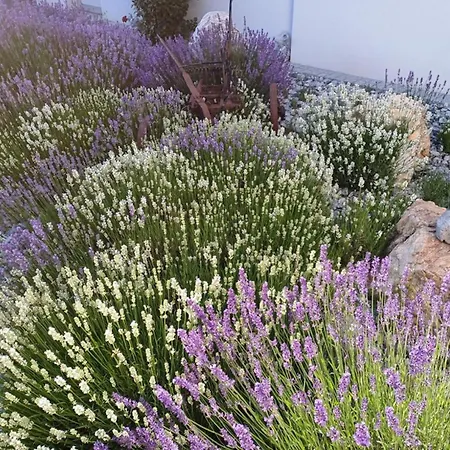 Wohlfuehlhof Bachzelt 3* Weitersfeld