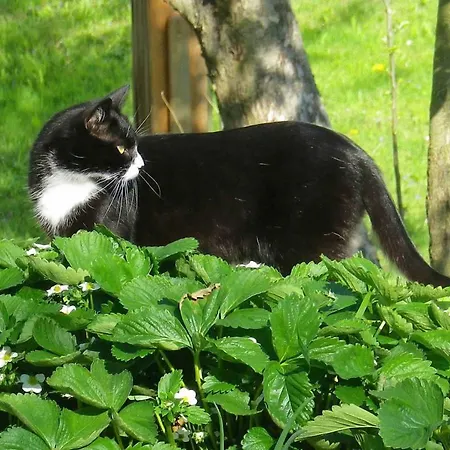 Wohlfuehlhof Bachzelt Weitersfeld